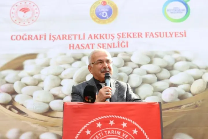 Akkuş Fasulyesi Hasat Edilmeye Başlandı
