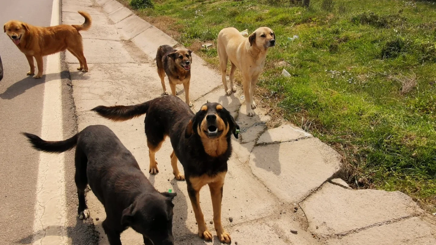 Bakan Yerlikaya’dan Sokak Köpekleri Açıklaması: Belediyelere Sıkı Denetim Geliyor