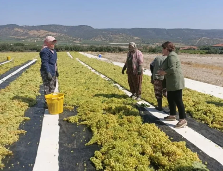 CHP'li Karaca, üzüm üreticilerinin yaşadığı sorunları gündeme getirdi.
