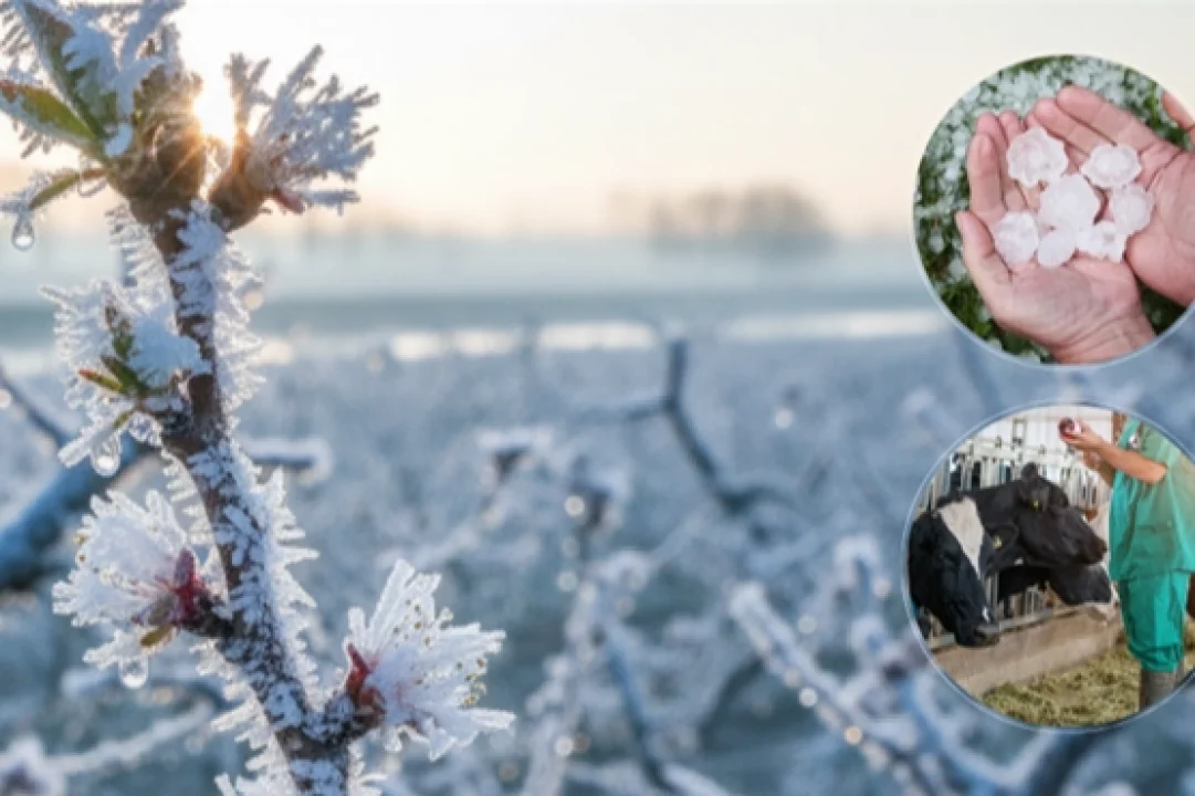 Ekim Ayında Üreticilere 11,6 Milyar TL Tazminat Verildi