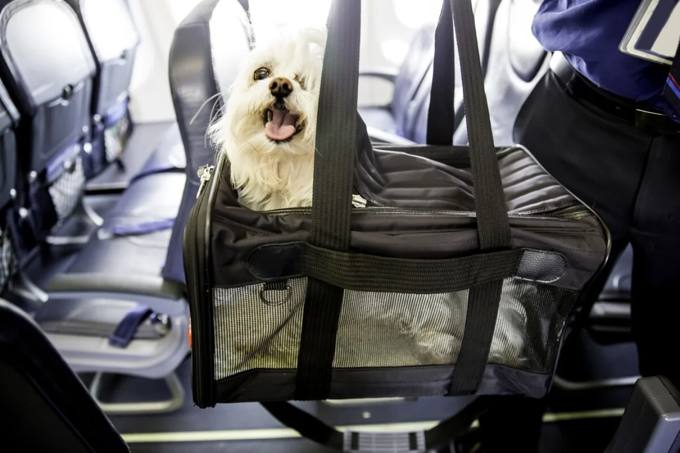 THY'den İstanbul Havalimanı'na Evcil Hayvanlar İçin Yeni Bir Açıklama: Pet Lounge Geliyor!